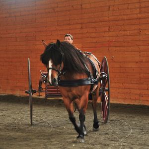 Meet your Posher, Wendy